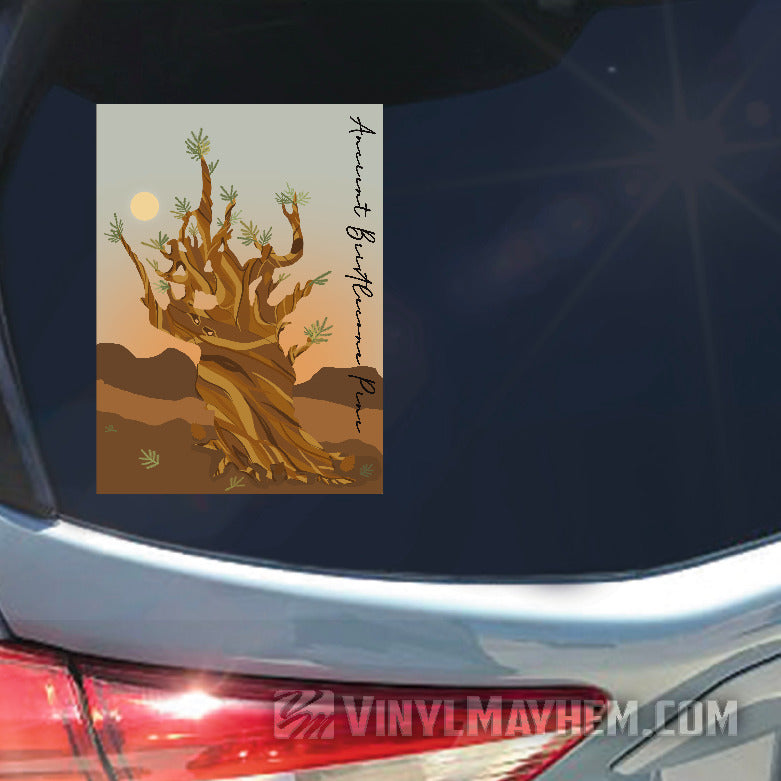 Ancient Bristlecone Pine Tree sticker